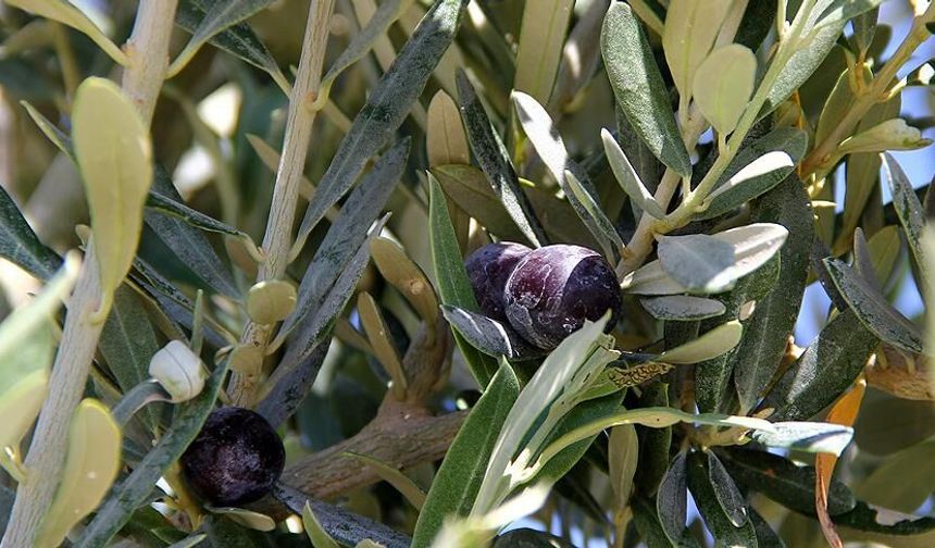 Osmaniye’de Zeytin Üreticilerine Dane Dönemi Uyarısı Verimi Artıran Kritik Uygulamalar