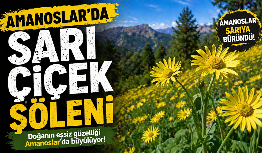 Amanoslar’da sarı çiçek şöleni