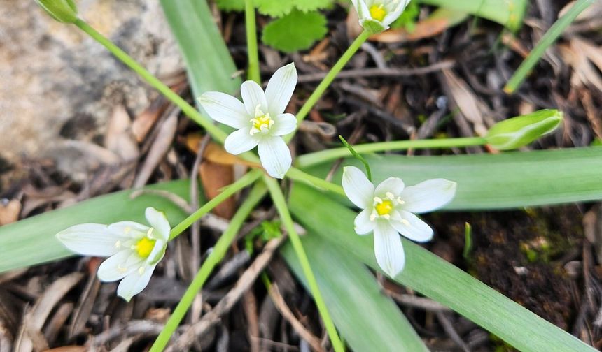 Osmaniye’de de Bulunuyor: Ak Yıldız Otu