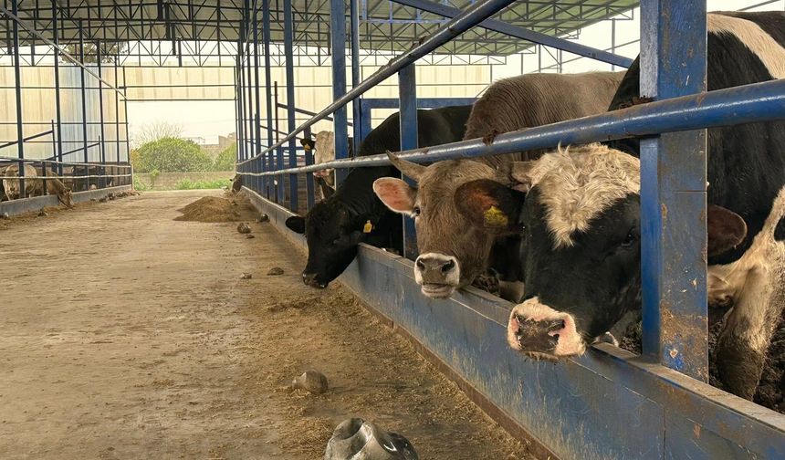 Hatay’da Besi İşletmesi İncelendi