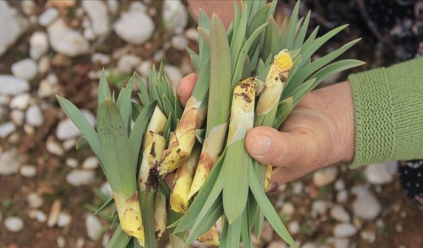 Osmaniye’de Çiriş Otunun En Sevilen Tarifleri