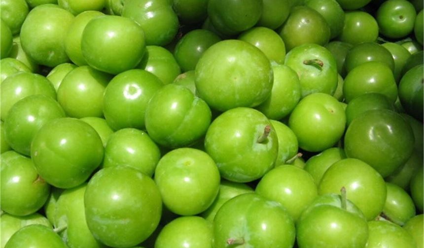 Osmaniye’de Can Eriği Gönüllerde Taht Kurdu