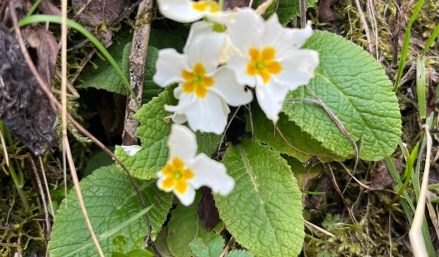 Osmaniye Gavurdağı’nda Bahar Renk Cümbüşü Oluşturdu
