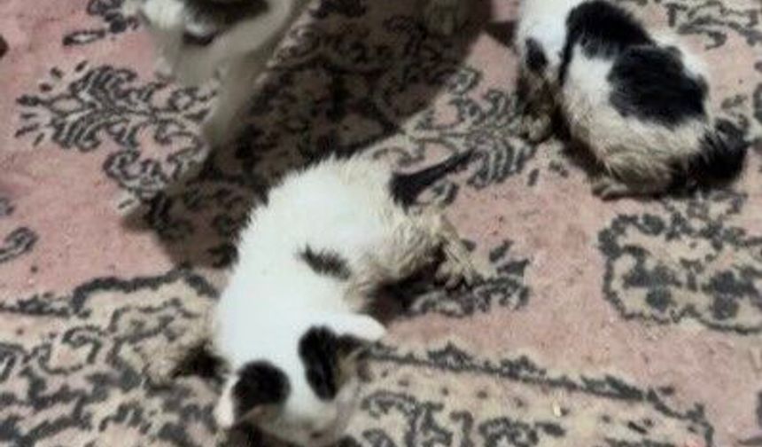 Kadirli’de Selde Mahsur Kalan Kediler Kurtarıldı