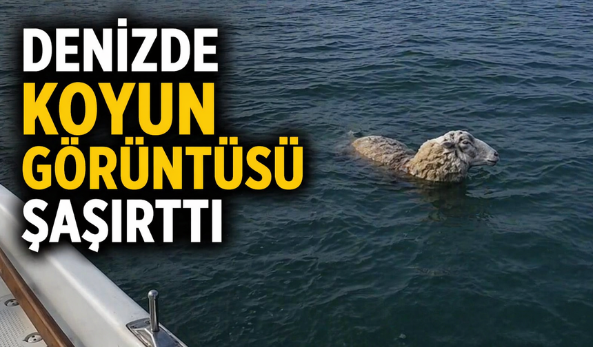 Denize Düşen Artık  Koyuna Sarılıyor