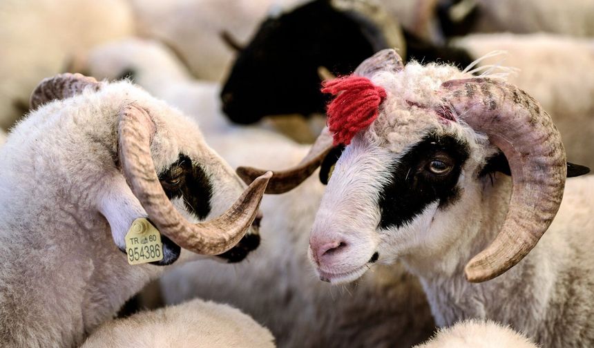 Bayram Öncesi Kurbanlık Rakamları Netleşti Fiyatlar Yükseldi