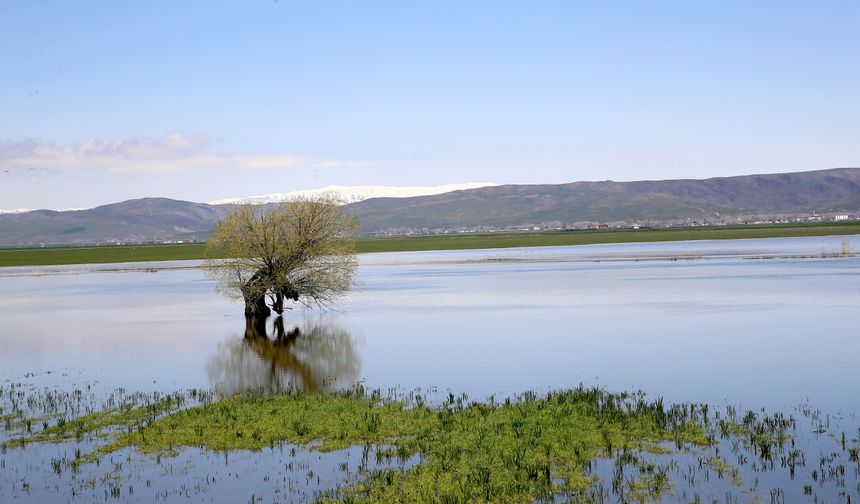Muş'ta yağışlar geçen yıla göre yüzde 200 arttı
