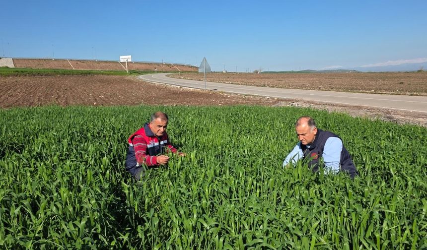 Osmaniye’de Tarım Ekiplerinden Süne Sürveyi Çalışması