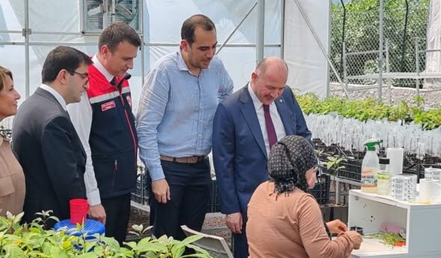 Sumbas'da Avokado Hamlesi Vali Serdengeçti Üretim Alanını İnceledi