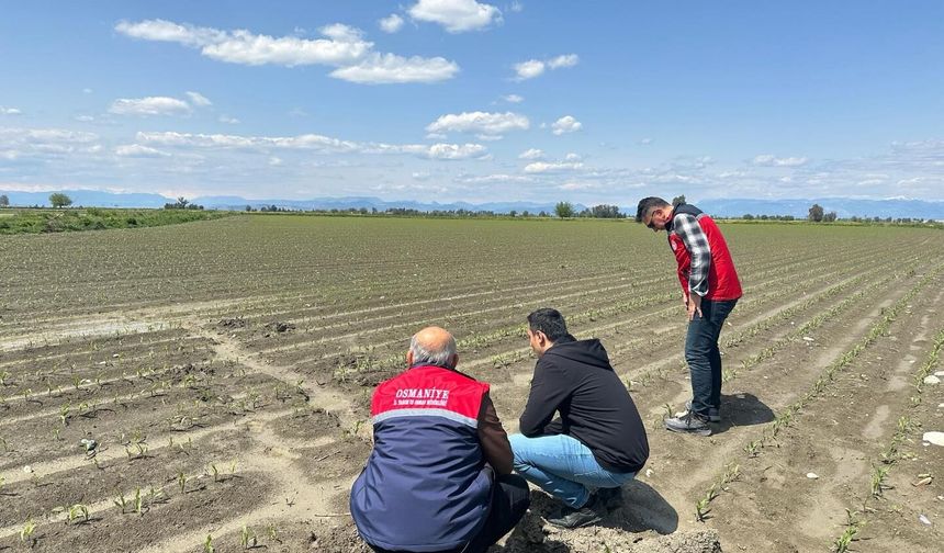Osmaniye’de tarlalar tek tek inceleniyor
