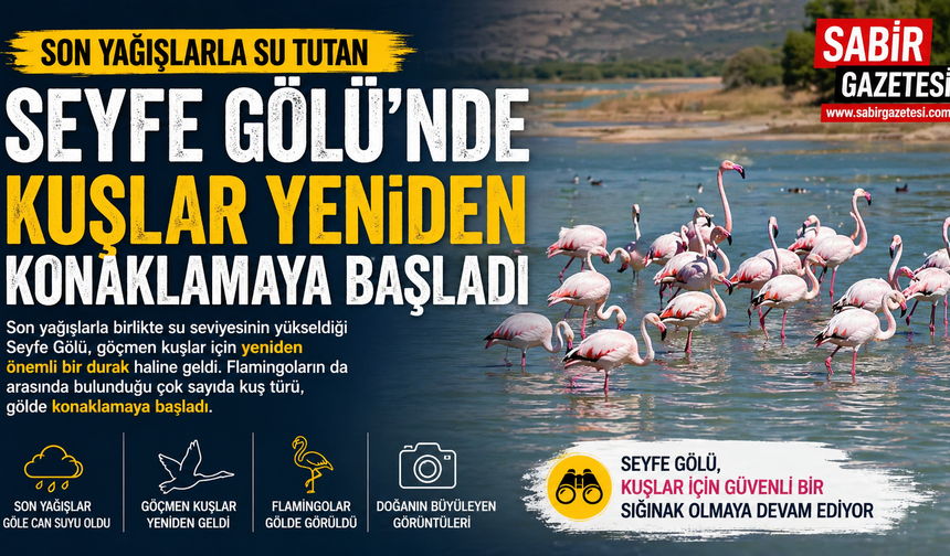 Son yağışlarla su tutan Seyfe Gölü'nde kuşlar yeniden konaklamaya başladı