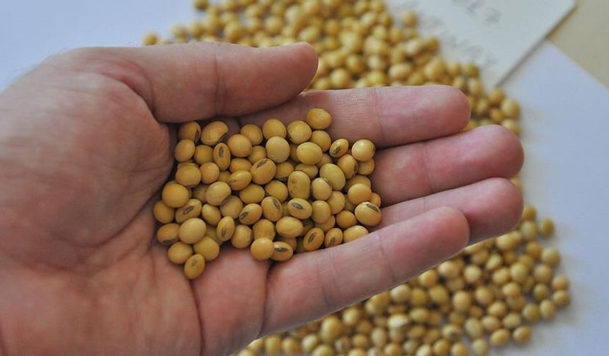 Osmaniye Çiftçilerine Soya Tohumu Desteği Müjdesi