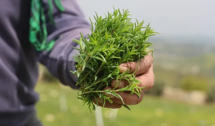 Altınözü Zahterinde Rekolte Sevinci