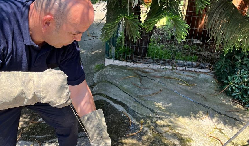 Adana'da otomobilin motor bölümüne giren yılanı itfaiye ekipleri çıkardı