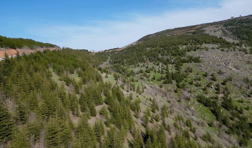 Erozyonla mücadele çalışmaları Osmaniye'deki 5 bin hektarlık çorak alanı yeşillendirdi