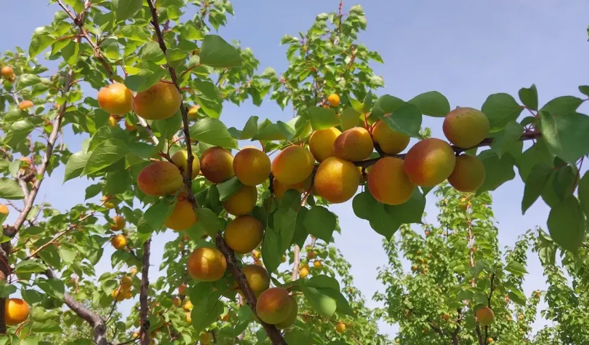 Mut Kayısısında Hasat Başladı: Tarlada Kilosu 250 TL