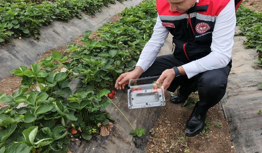 Osmaniye’de Anlamlı Etkinlik: Çocuklar Çilek Hasadına Katıldı