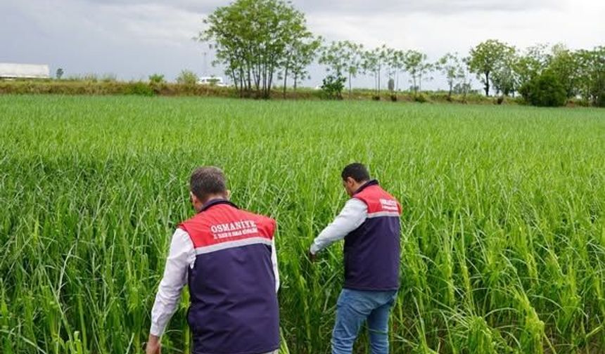 Osmaniye Tarım Müdürlüğü Sahada: Hasar Tespit Çalışmaları Sürüyor