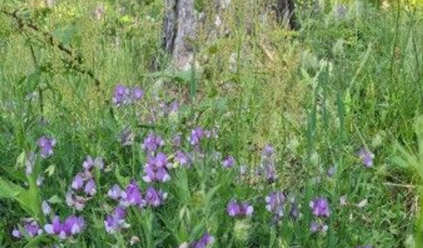 Amanos Dağları’nda Yaban Çiçekleri Görsel Şölen Oluşturdu