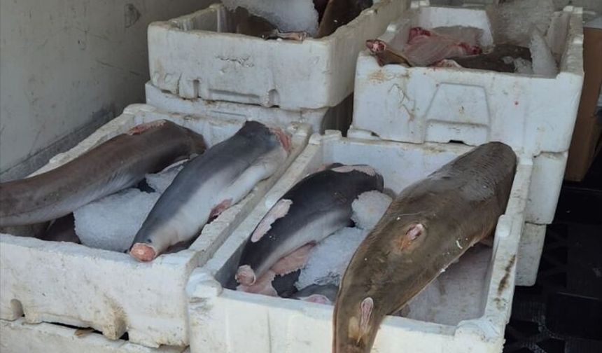 Antalya'da nesli koruma altındaki balık türlerini avlayan kişiye ceza kesildi
