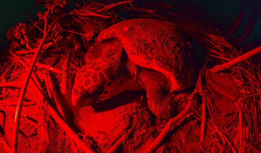 Belek Sahili'nde caretta carettanın yumurtlama anı görüntülendi