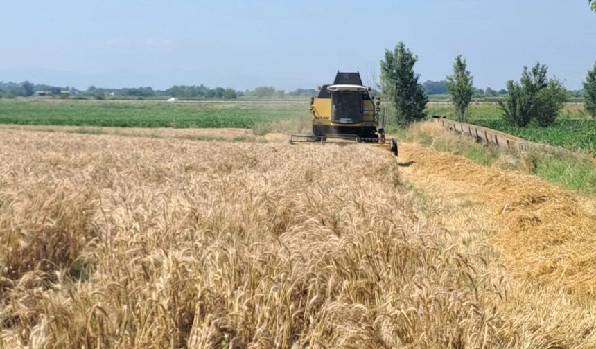 Kadirli’de Buğday Hasadı Başladı
