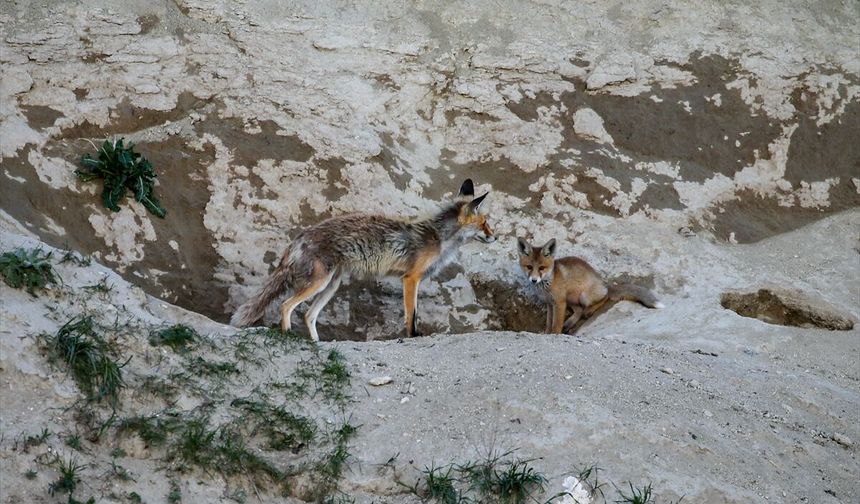 Kars'ta tilki ailesi yuvalarında görüntülendi