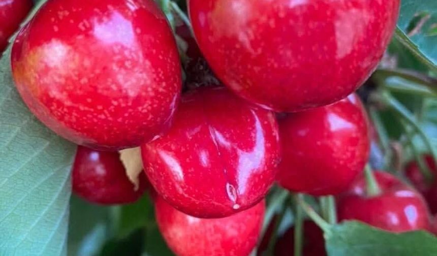 Osmaniye’de Kiraz Sezonu Başladı Dallar Doldu Taştı