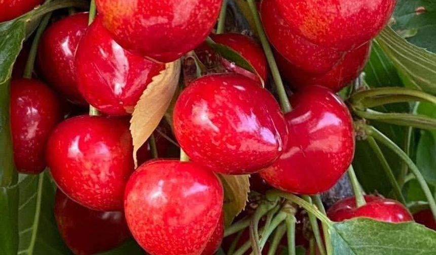 Kiraz Denince Aklınıza Neresi Geliyor?