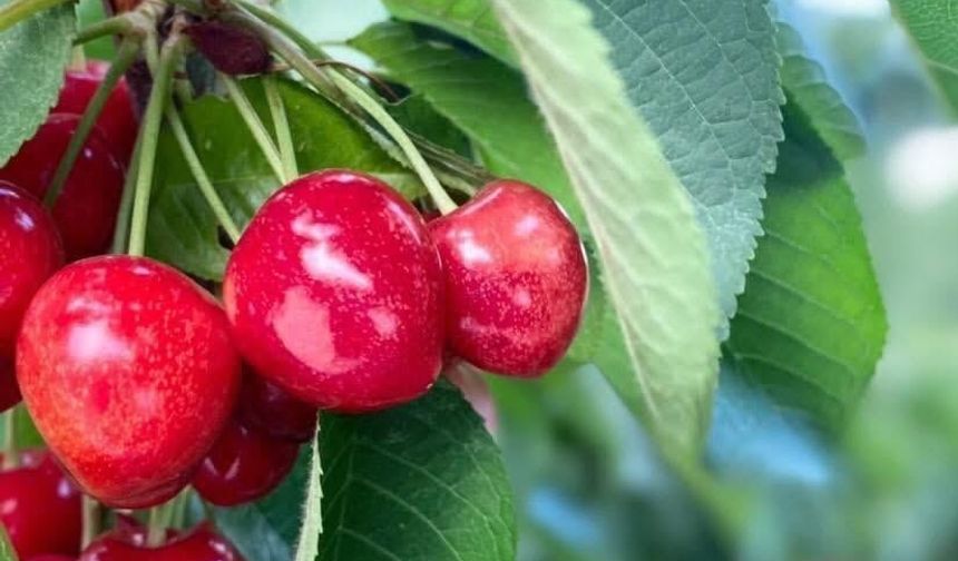 Osmaniye’de Organik Kiraz Hasadı: Çiftçiye Destek Çağrısı