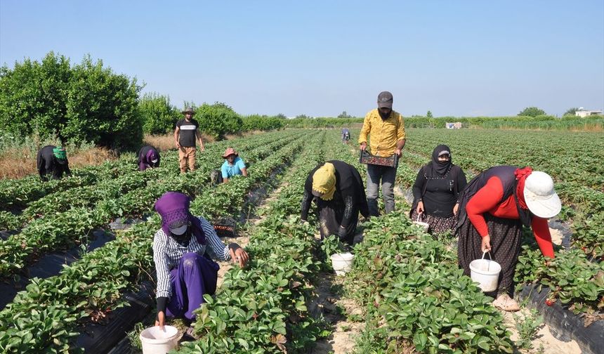 Mersin'de açık alanda üretilen tescilli Silifke çileğinde hasat sürüyor