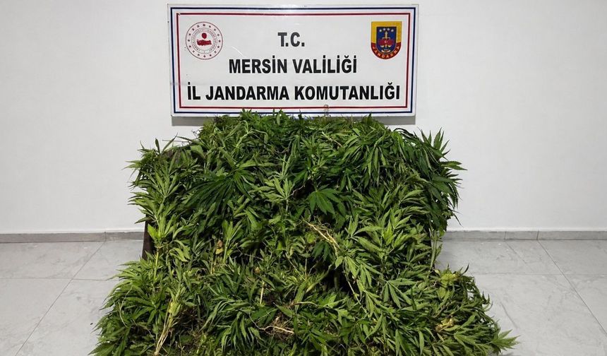 Mersin'de ormanlık alanda kenevir yetiştiren zanlı tutuklandı