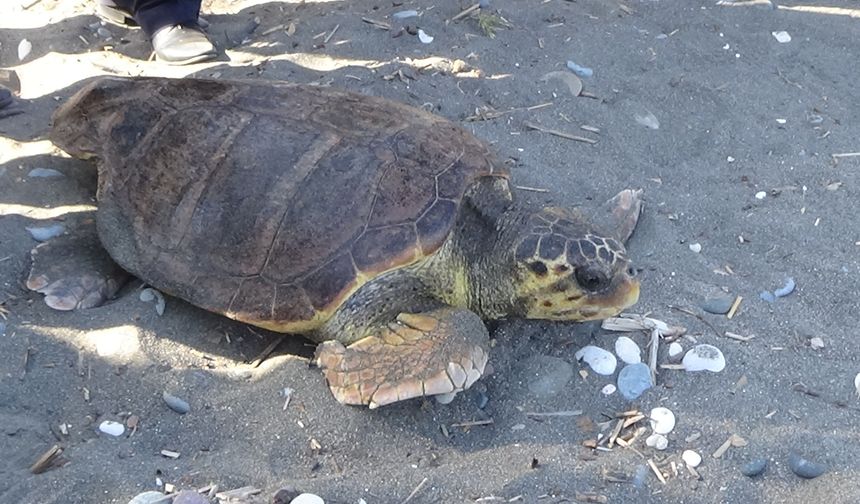 Mersin'de tedavileri tamamlanan 3 kaplumbağa denizle buluşturuldu