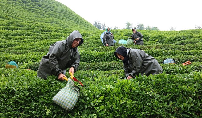 Migros çay tarımında yeni üretim modelini Rize'de hayata geçirdi