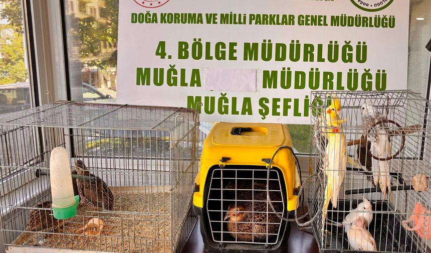 Muğla'da kaçak yollarla depoda tutulan 13 yaban kuşu ele geçirildi
