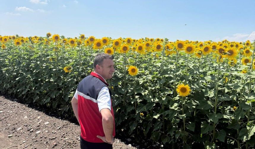 Osmaniye’de Ayçiçeği Tarlalarında İnceleme