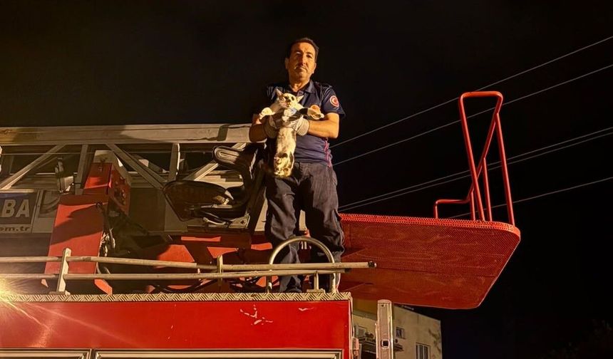 Okul Çatısında Mahsur Kalan Kedi Kurtarıldı