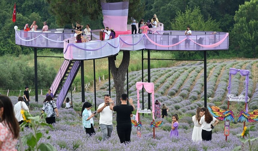 Osmaniye'de Lavanta ve Zeytin Çiçeği Festivali düzenlendi