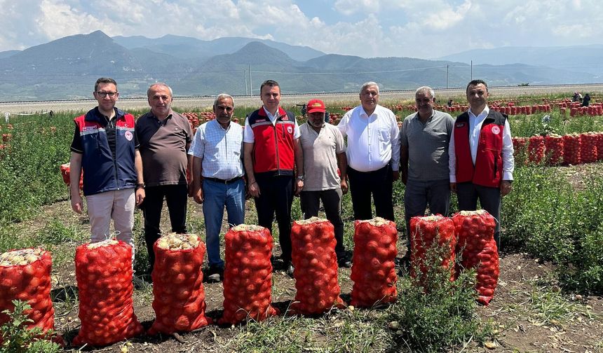 Osmaniye'de Soğan Hasadı Başladı