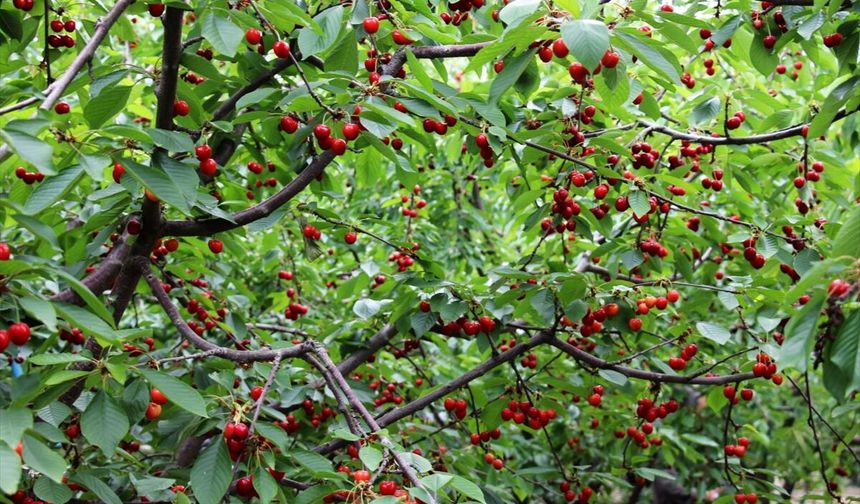 Yalova Dereköy Kırmızı Altın Kiraz Hasadı Başladı