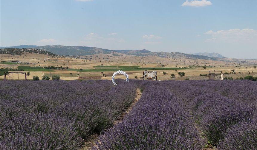 Burdur'da '2. Lavanta Hasat ve Sanat Günleri' kapsamında hasat etkinliği düzenlendi