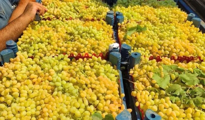 Bursa’da Çekirdeksiz Sultaniye Üzümü Hasadı Başladı
