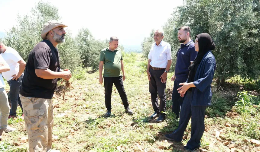 Eren Vural Ellek’te Zeytinleri İnceledi