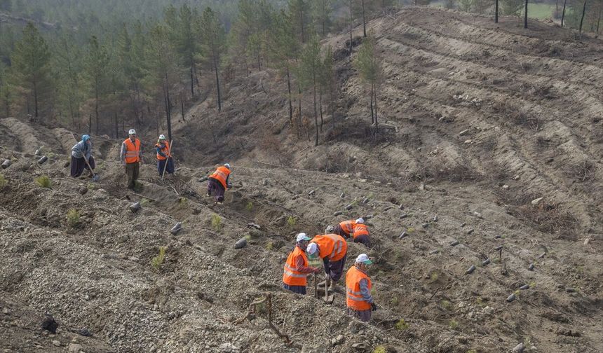 Göynük'te orman yangınından etkilenen alanlar yeniden ağaçlandırılıyor