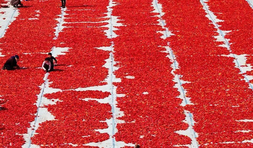 İzmir’de Domates Kurutma Sezonu Kırmızı Başladı