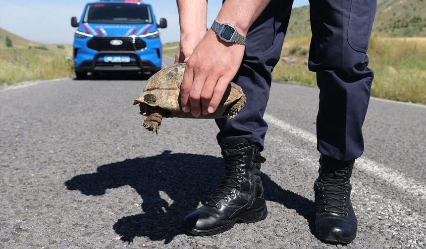 Jandarma 'doğal yaşamın sessiz sakini' kaplumbağalar için devriye atıyor