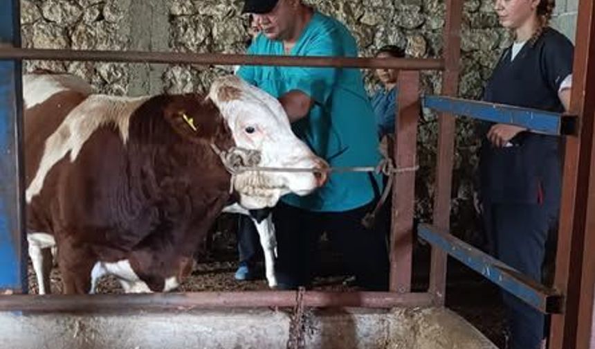 Kadirli Tarım Müdürlüğü'nden Şap Hastalığına Karşı Önlem