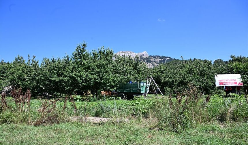 Kahramanmaraş'ta Çığşar kirazı hasadı gerçekleştirildi