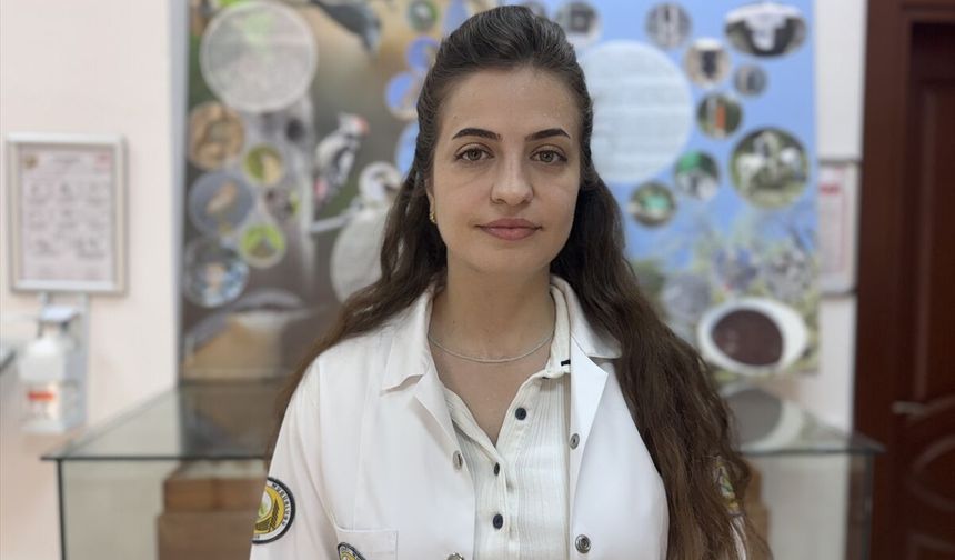 Laboratuvarda yetiştirilen 'avcı böcekler' orman zararlılarıyla mücadele ediyor