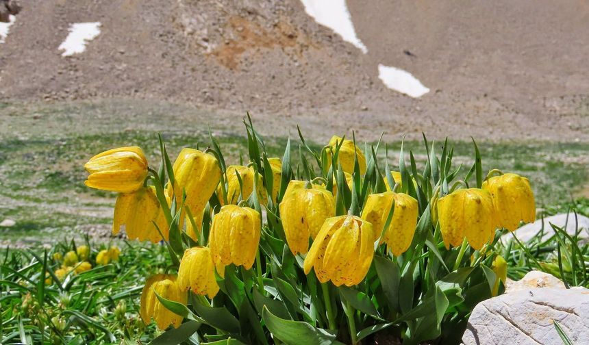Niğde Yaylalarında Ters Laleler Görsel Şölen Sunuyor